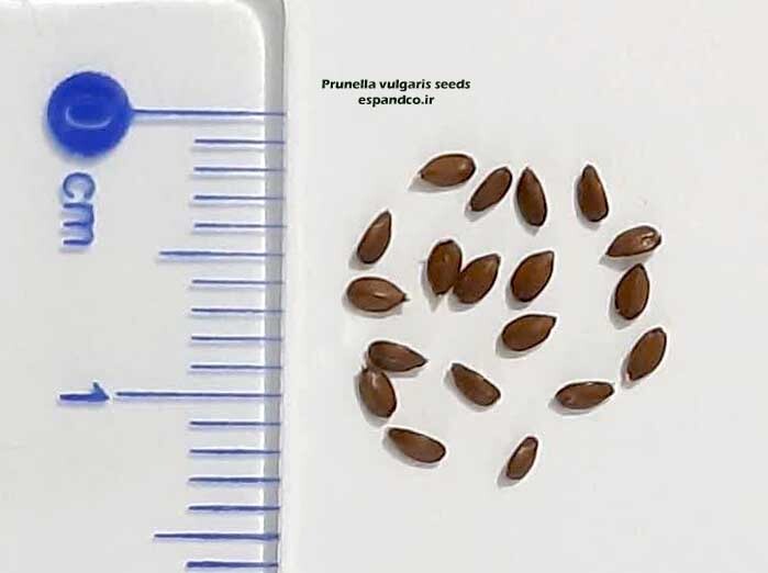  بذر نعنا چمنی 